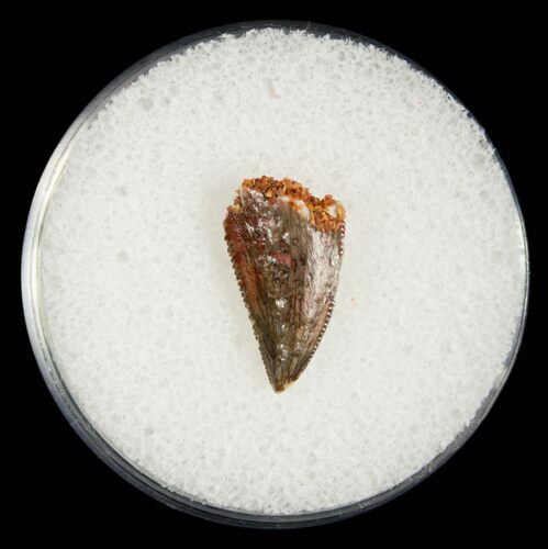 Bargain Raptor Tooth From Morocco #5071
